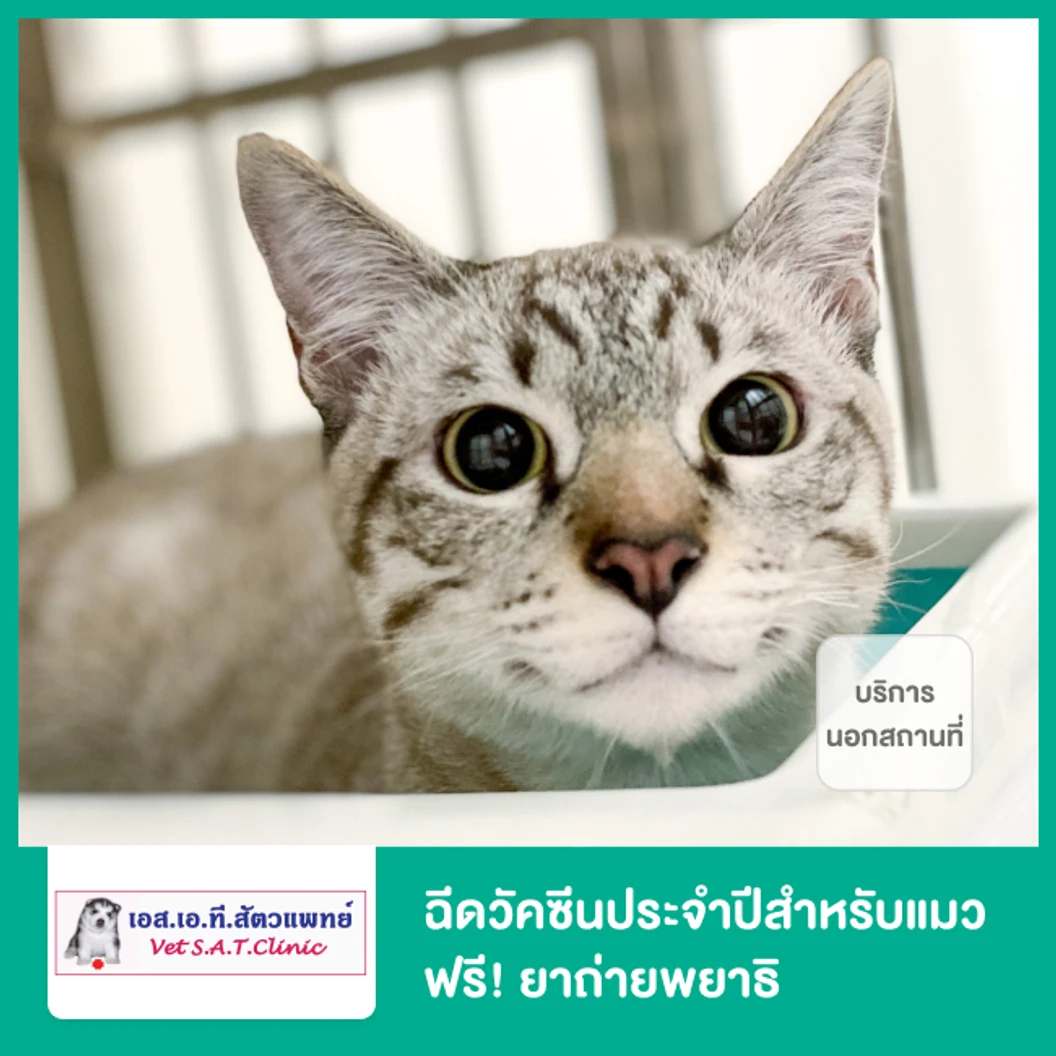 ฉีดวัคซีนประจำปีสำหรับแมว ฟรี! ยาถ่ายพยาธิ บริการนอกสถานที่