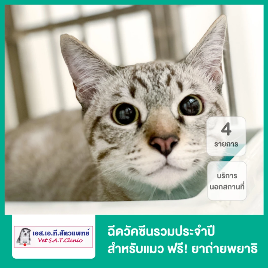 ฉีดวัคซีนรวมประจำปีสำหรับแมว 4 รายการ ฟรี! ยาถ่ายพยาธิ บริการนอกสถานที่