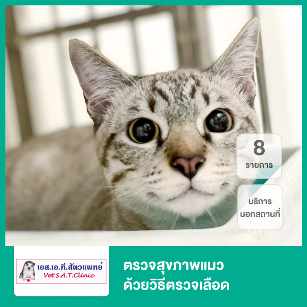ตรวจสุขภาพแมว 8 รายการ ด้วยวิธีตรวจเลือด บริการนอกสถานที่