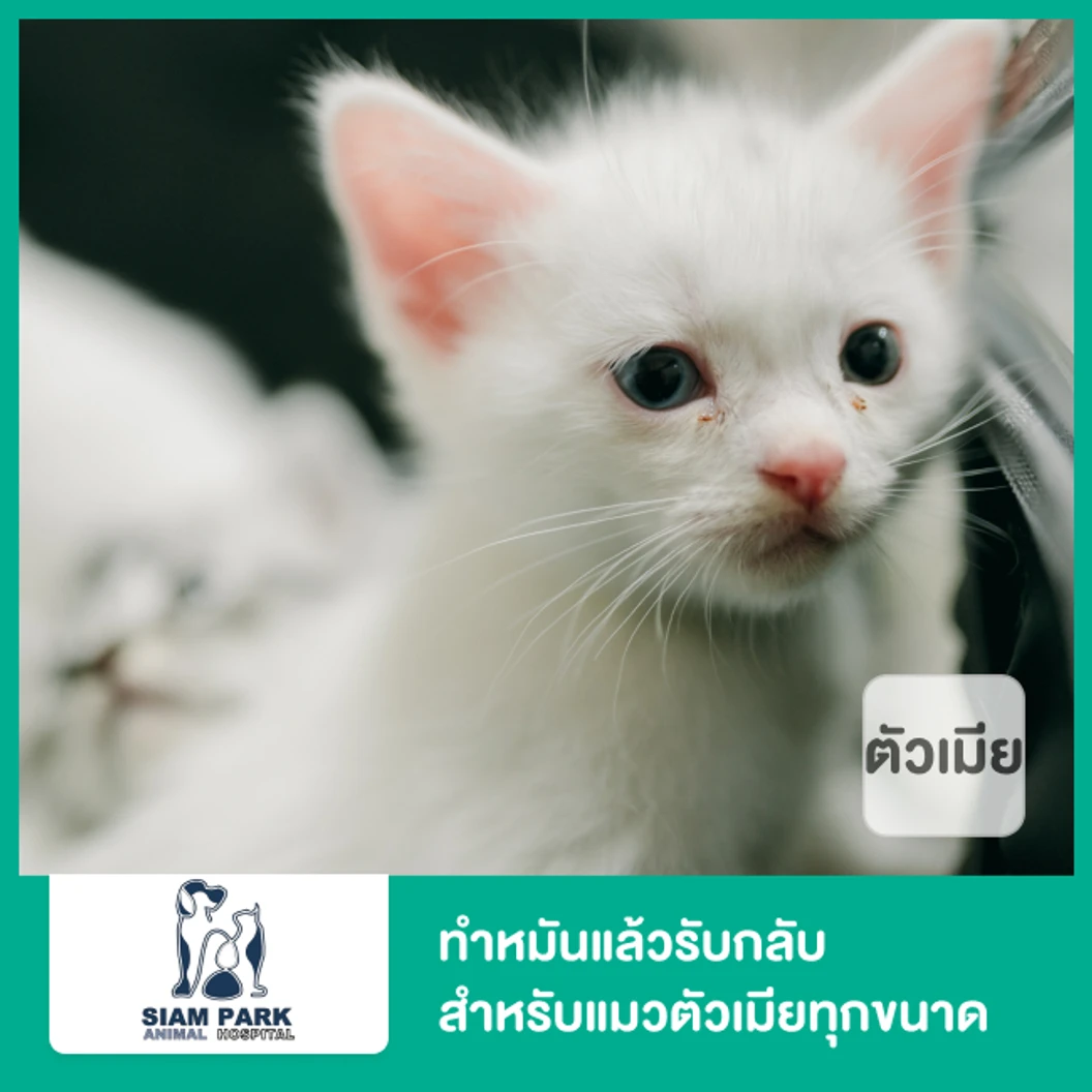 ทำหมันแล้วรับกลับ สำหรับแมวตัวเมียทุกขนาด