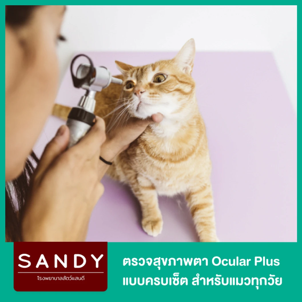ตรวจสุขภาพตา Ocular Plus แบบครบเซ็ตโดยสัตวแพทย์และอุปกรณ์ชั้นนำ สำหรับแมวทุกวัย ที่ โรงพยาบาลสัตว์แสนดี 24 ชั่วโมง