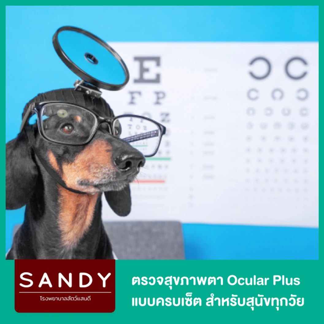ตรวจสุขภาพตา Ocular Plus แบบครบเซ็ตโดยสัตวแพทย์และอุปกรณ์ชั้นนำ สำหรับสุนัขทุกวัย