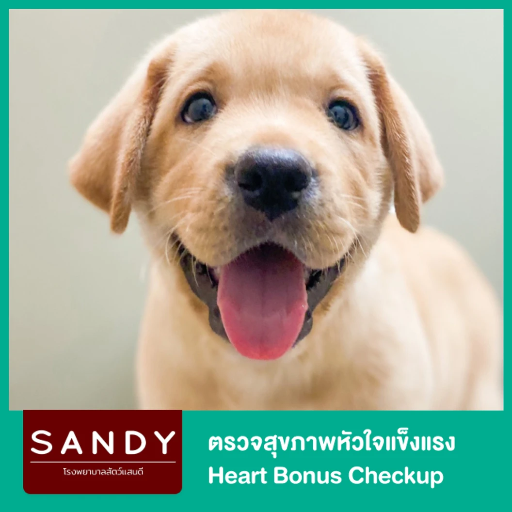 ตรวจสุขภาพหัวใจแข็งแรง Heart Bonus Checkup โดยสัตวแพทย์ผู้มีประสบการณ์ด้านโรคหัวใจ สำหรับสุนัขทุกวัย