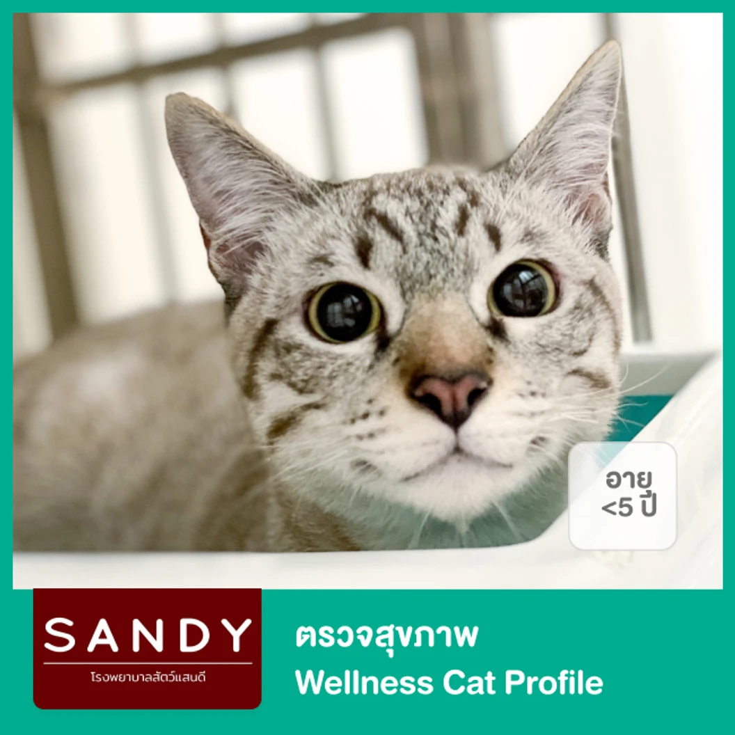 ตรวจสุขภาพ Wellness Cat Profile สำหรับแมวอายุน้อยกว่า 5 ปี