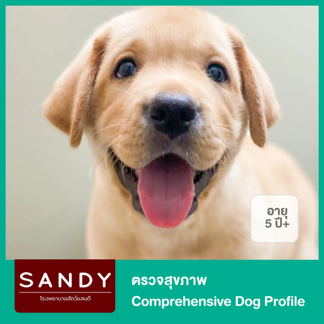 ตรวจสุขภาพ Comprehensive Dog Profile สำหรับสุนัขอายุ 5 ปีขึ้นไป ที่ โรงพยาบาลสัตว์แสนดี 24 ชั่วโมง