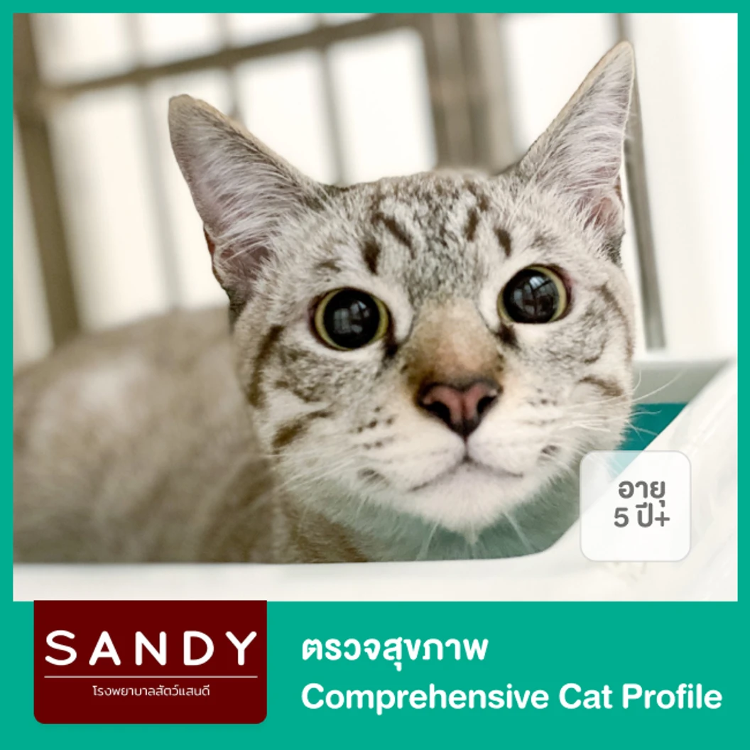 ตรวจสุขภาพ Comprehensive Cat Profile สำหรับแมวอายุ 5 ปีขึ้นไป