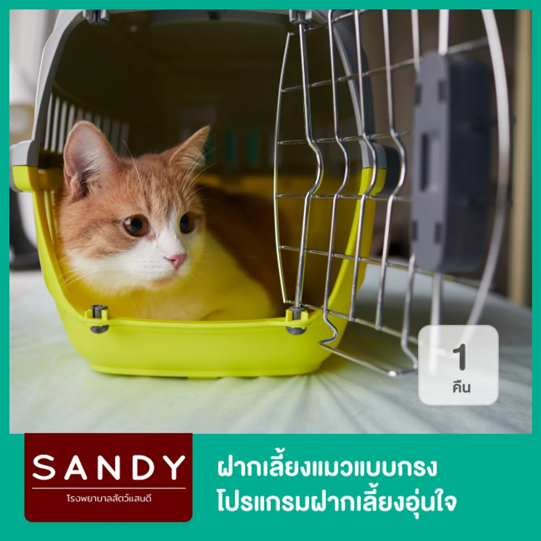 ฝากเลี้ยงแมวแบบกรง 1 คืน โปรแกรมฝากเลี้ยงอุ่นใจ Nose to Tail สำหรับแมวทุกขนาด