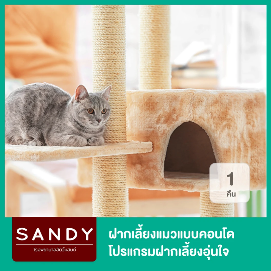 ฝากเลี้ยงแมวแบบคอนโด 1 คืน โปรแกรมฝากเลี้ยงอุ่นใจ Nose to Tail สำหรับแมวทุกขนาด