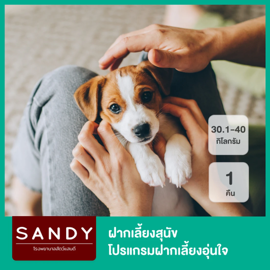 ฝากเลี้ยงสุนัขน้ำหนักมากกว่า 35.1 กก. ขึ้นไป 1 คืน โปรแกรมฝากเลี้ยงอุ่นใจ Nose to Tail