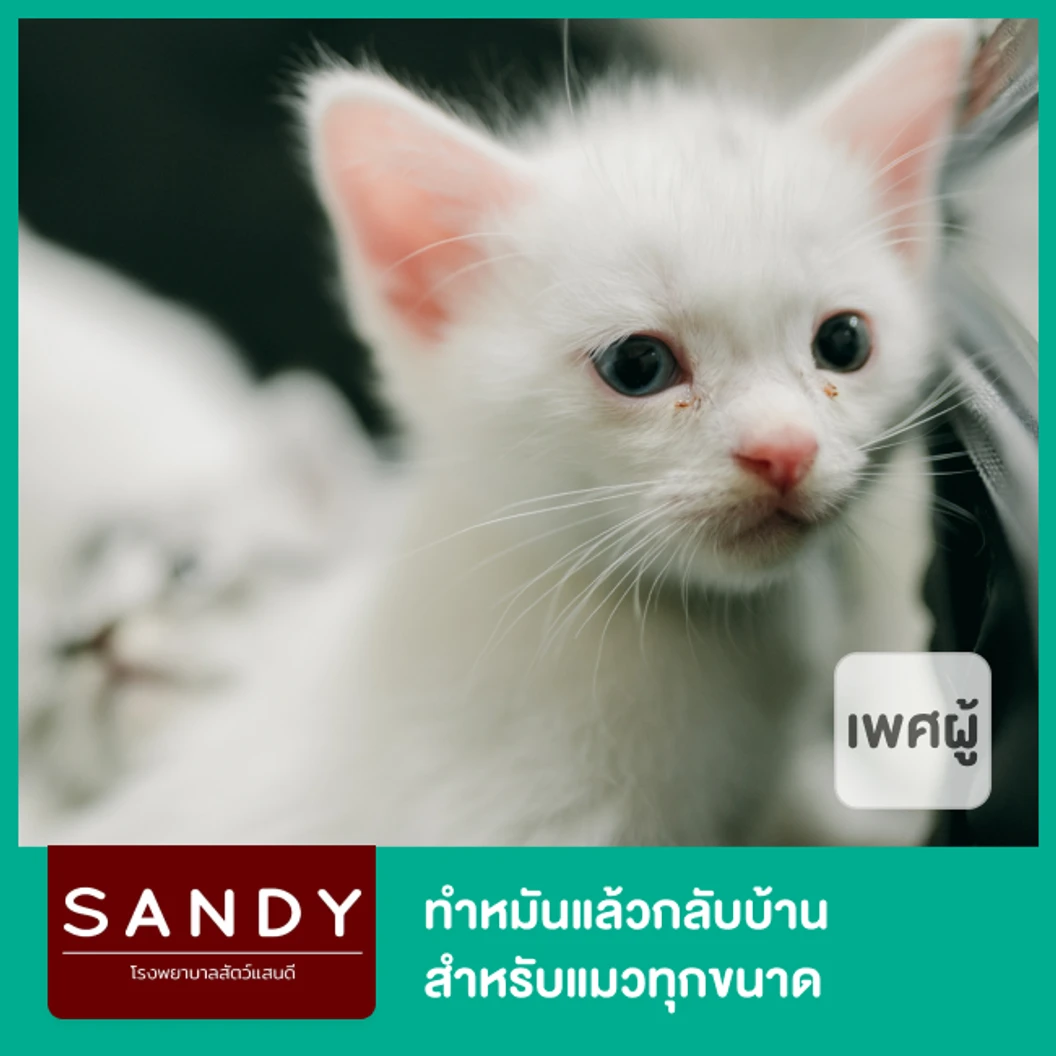 ทำหมันแล้วกลับบ้าน สำหรับแมวเพศผู้ทุกขนาด