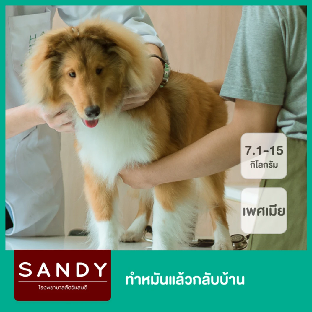 ทำหมันแล้วกลับบ้าน สำหรับสุนัขเพศเมียน้ำหนัก 7.1-15 กก.