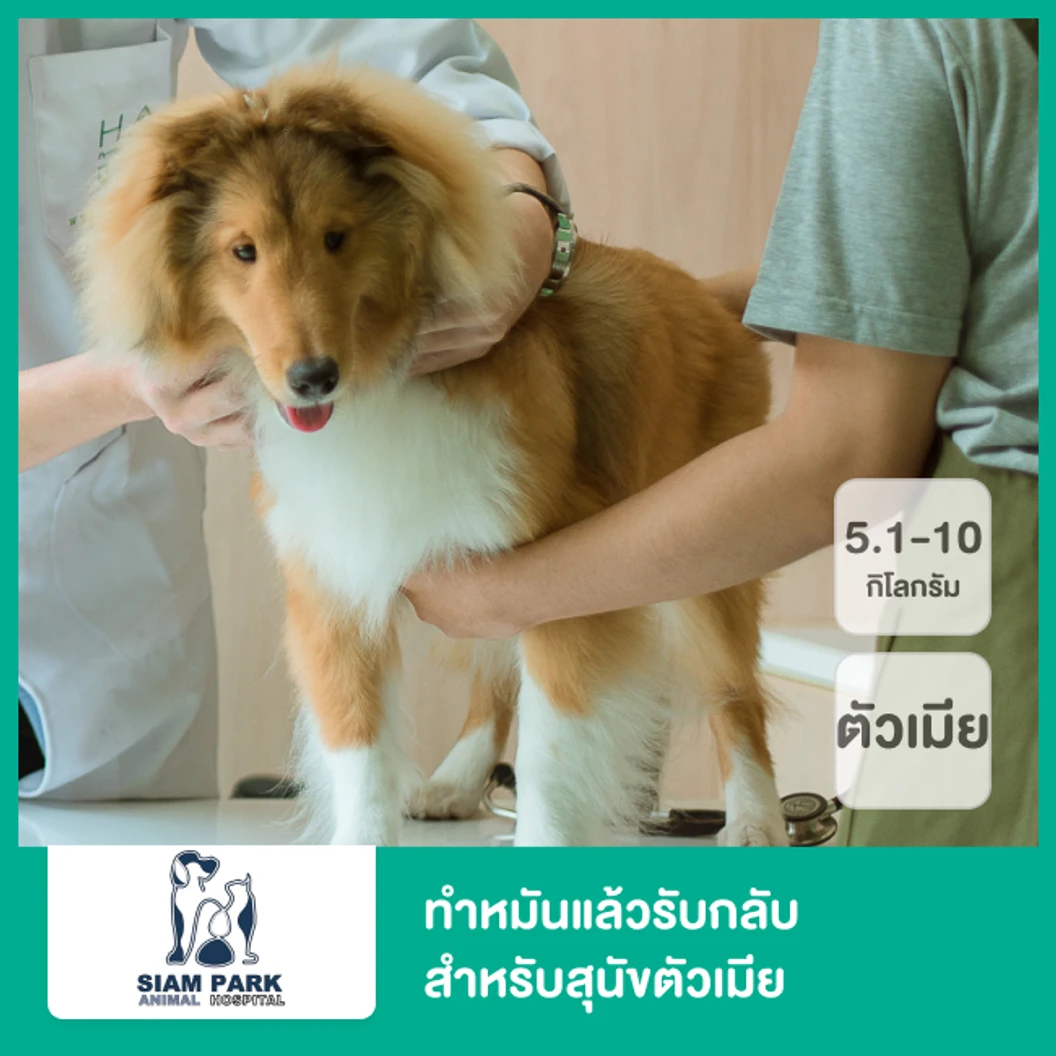 ทำหมันแล้วรับกลับ สำหรับสุนัขตัวเมียที่น้ำหนัก 5.1-10 กก.