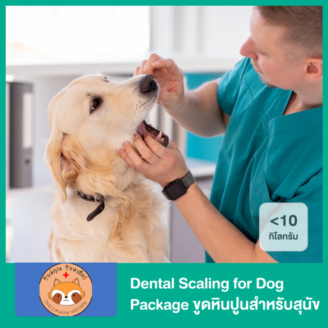 Dental Scaling for Dog Package ขูดหินปูนสำหรับสุนัขน้ำหนักน้อยกว่า 10 กก.