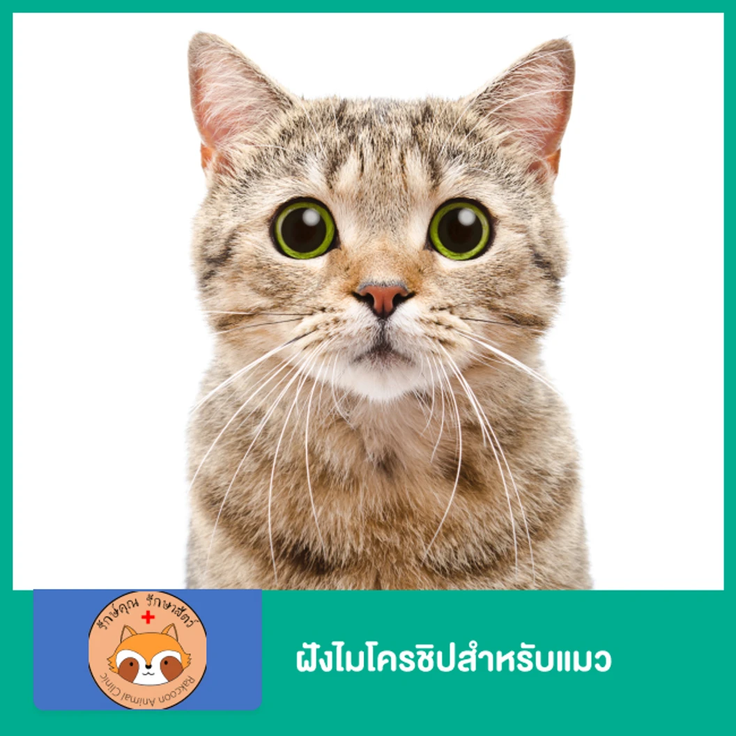 ฝังไมโครชิปสำหรับแมว