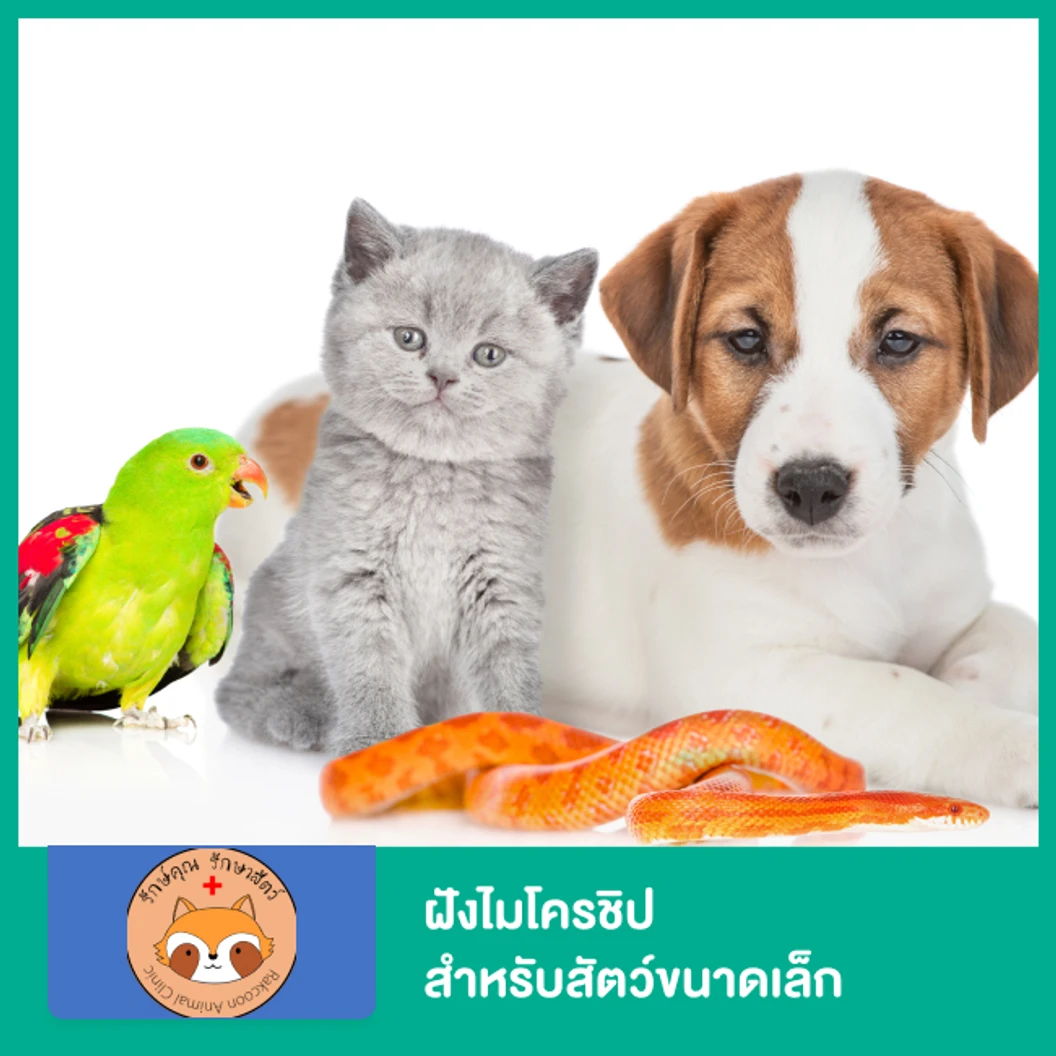 ฝังไมโครชิปสำหรับสัตว์ขนาดเล็ก