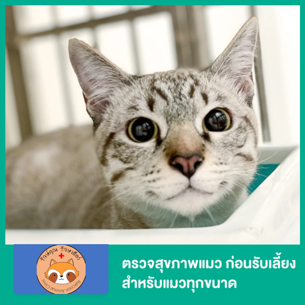First Step Kitten Package Standard ตรวจสุขภาพแมว ก่อนรับเลี้ยง โปรแกรมมาตรฐาน สำหรับแมวทุกขนาด