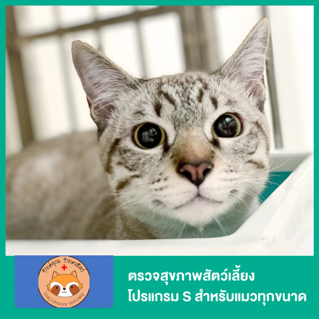 ตรวจสุขภาพสัตว์เลี้ยง โปรแกรม S สำหรับแมวทุกขนาด