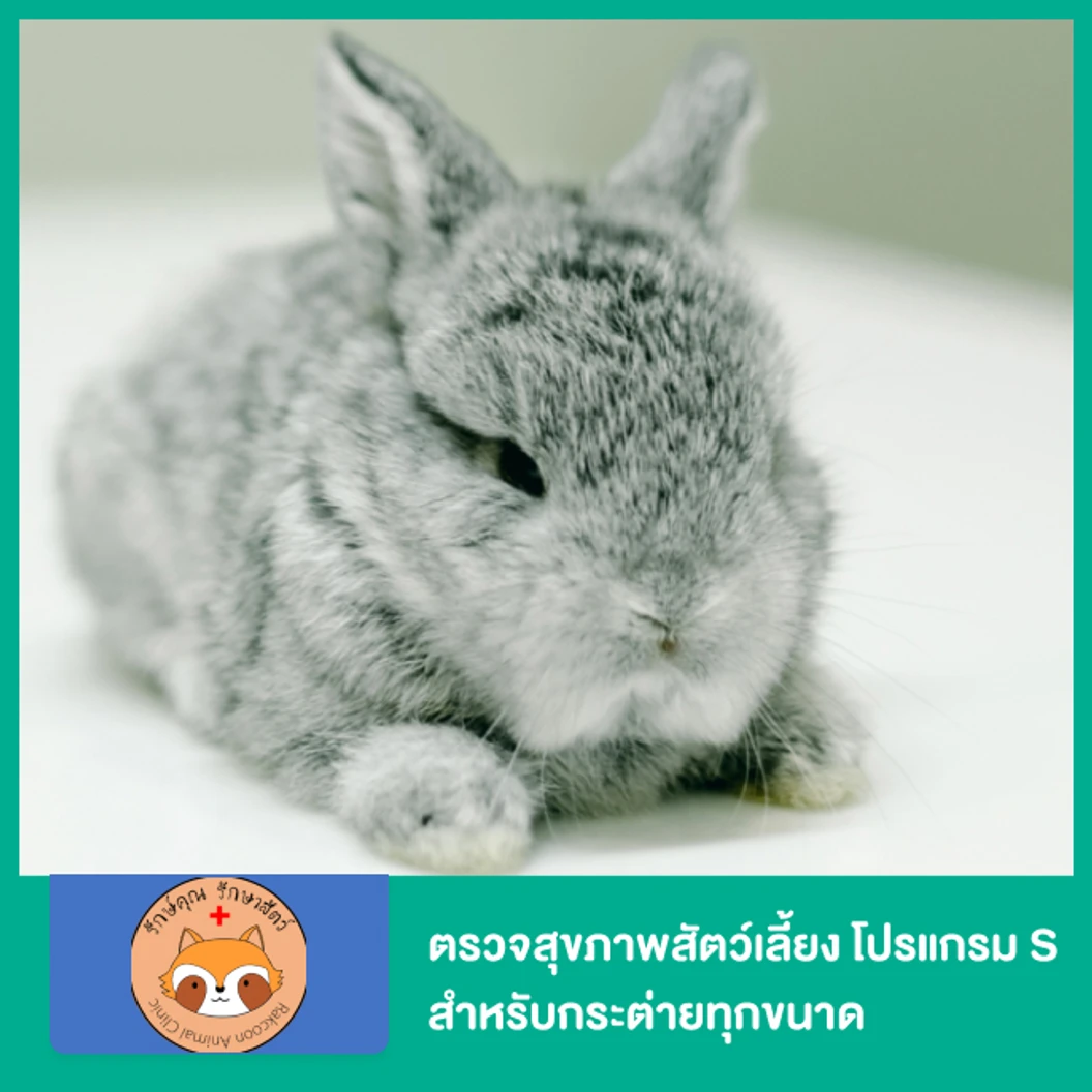 ตรวจสุขภาพสัตว์เลี้ยง โปรแกรม S สำหรับกระต่ายทุกขนาด