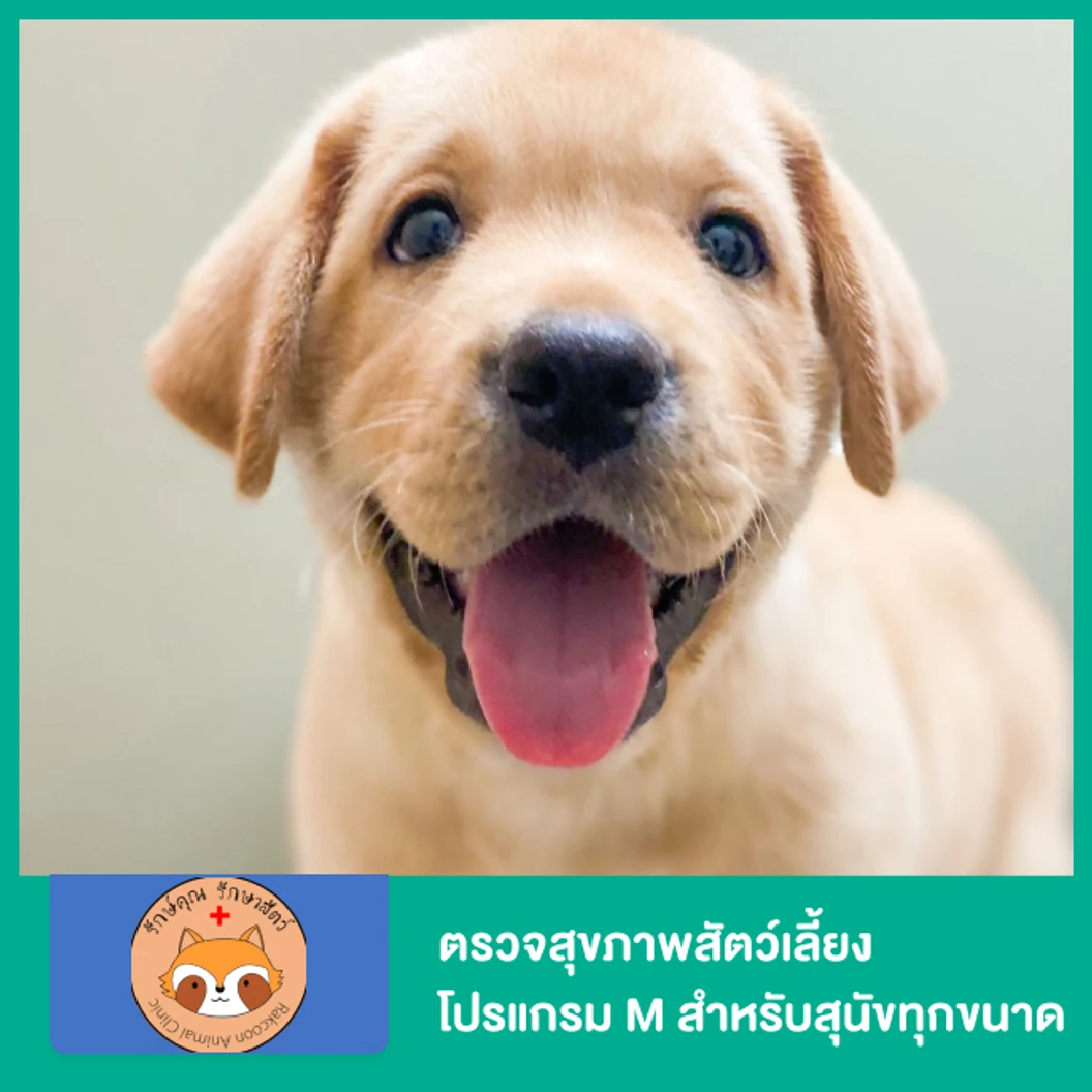 ตรวจสุขภาพสัตว์เลี้ยงโปรแกรม M สำหรับสุนัขทุกขนาด