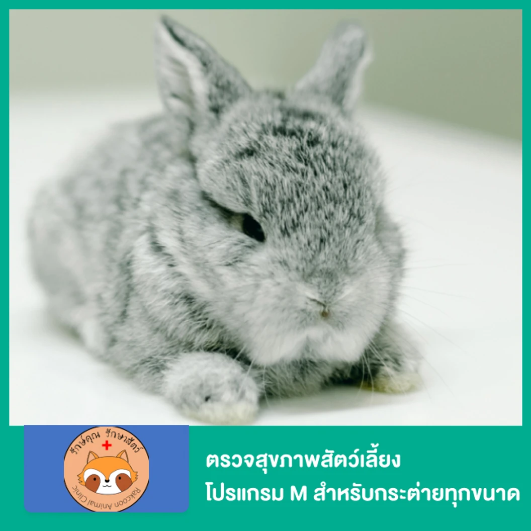 ตรวจสุขภาพสัตว์เลี้ยง โปรแกรม M สำหรับกระต่ายทุกขนาด