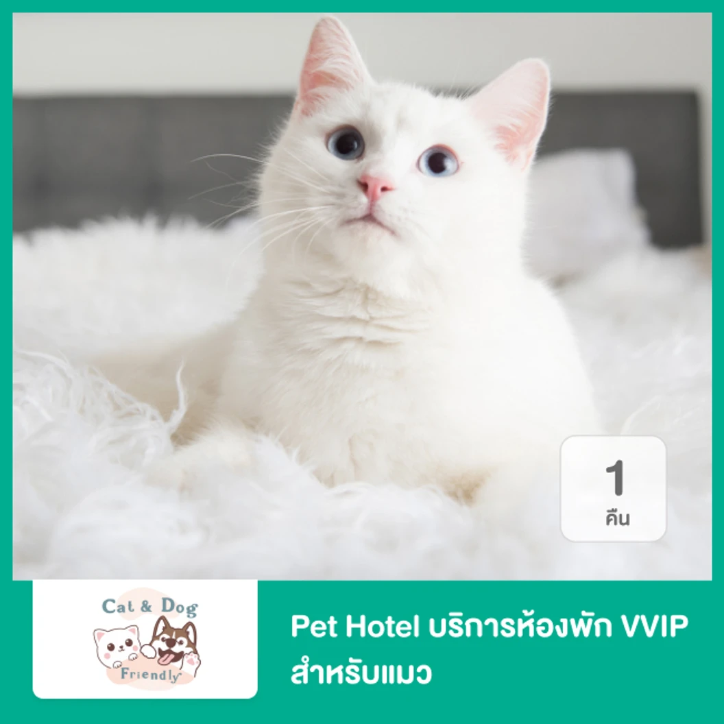 Pet Hotel บริการห้องพัก VVIP สำหรับแมว 1 คืน