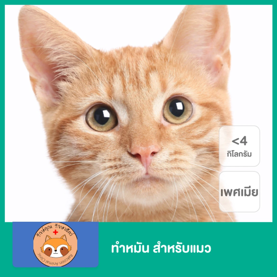 ทำหมัน สำหรับแมวเพศเมีย น้ำหนักไม่เกิน 4 กก.
