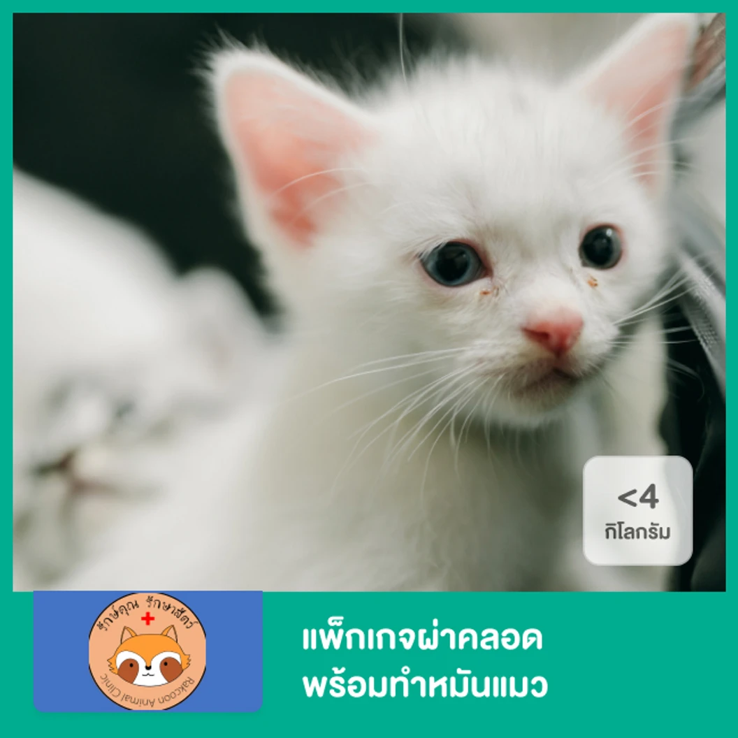 แพ็กเกจผ่าคลอด พร้อมทำหมันแมว น้ำหนักไม่เกิน 4 กก.