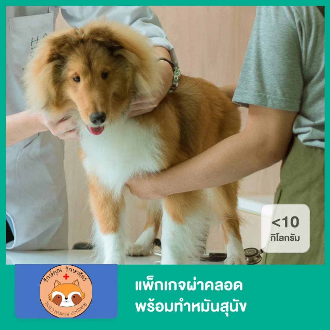 แพ็กเกจผ่าคลอด พร้อมทำหมันสุนัข น้ำหนักไม่เกิน 10 กก.