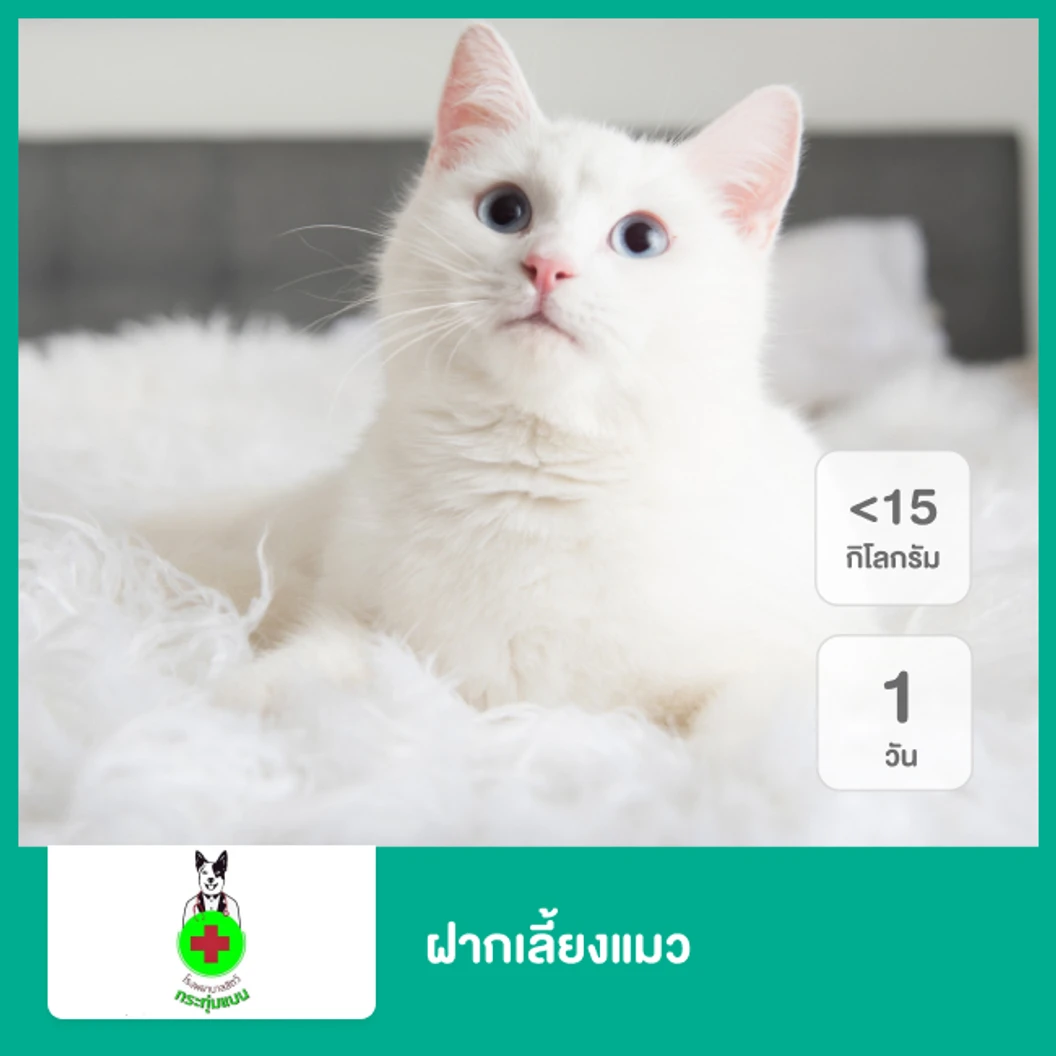 ฝากเลี้ยงแมว น้ำหนักไม่เกิน 15 กก. 1 วัน