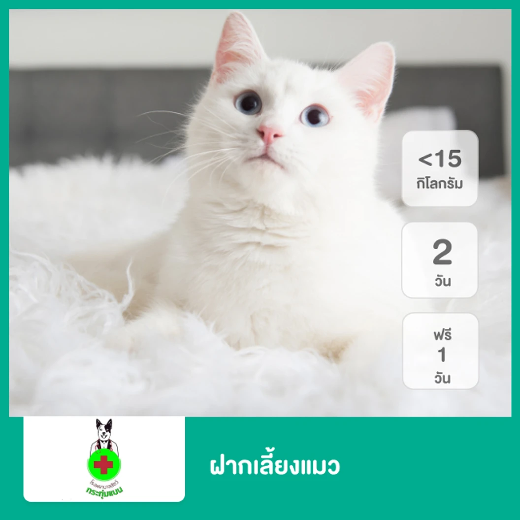 ฝากเลี้ยงแมว น้ำหนักไม่เกิน 15 กก. 2 วัน ฟรี! 1 วัน