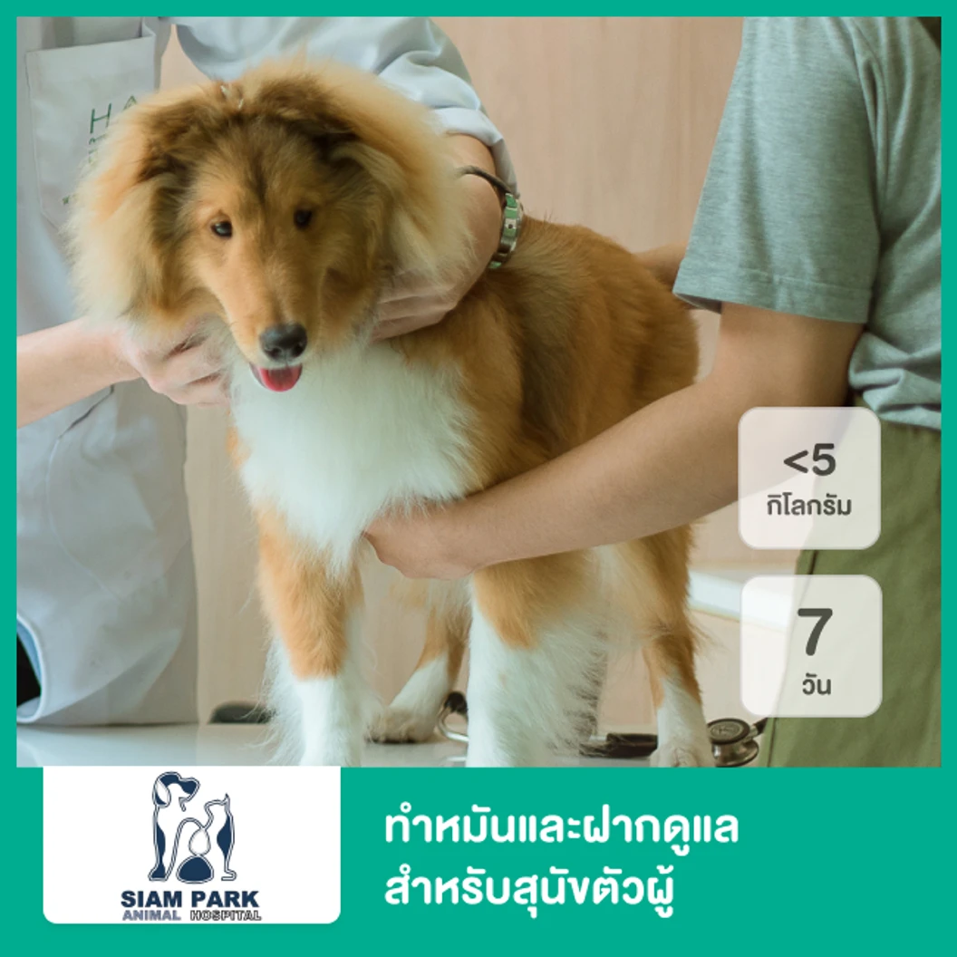 ทำหมันและฝากดูแล 7 วัน สำหรับสุนัขตัวผู้ที่น้ำหนักน้อยกว่า 5 กก.