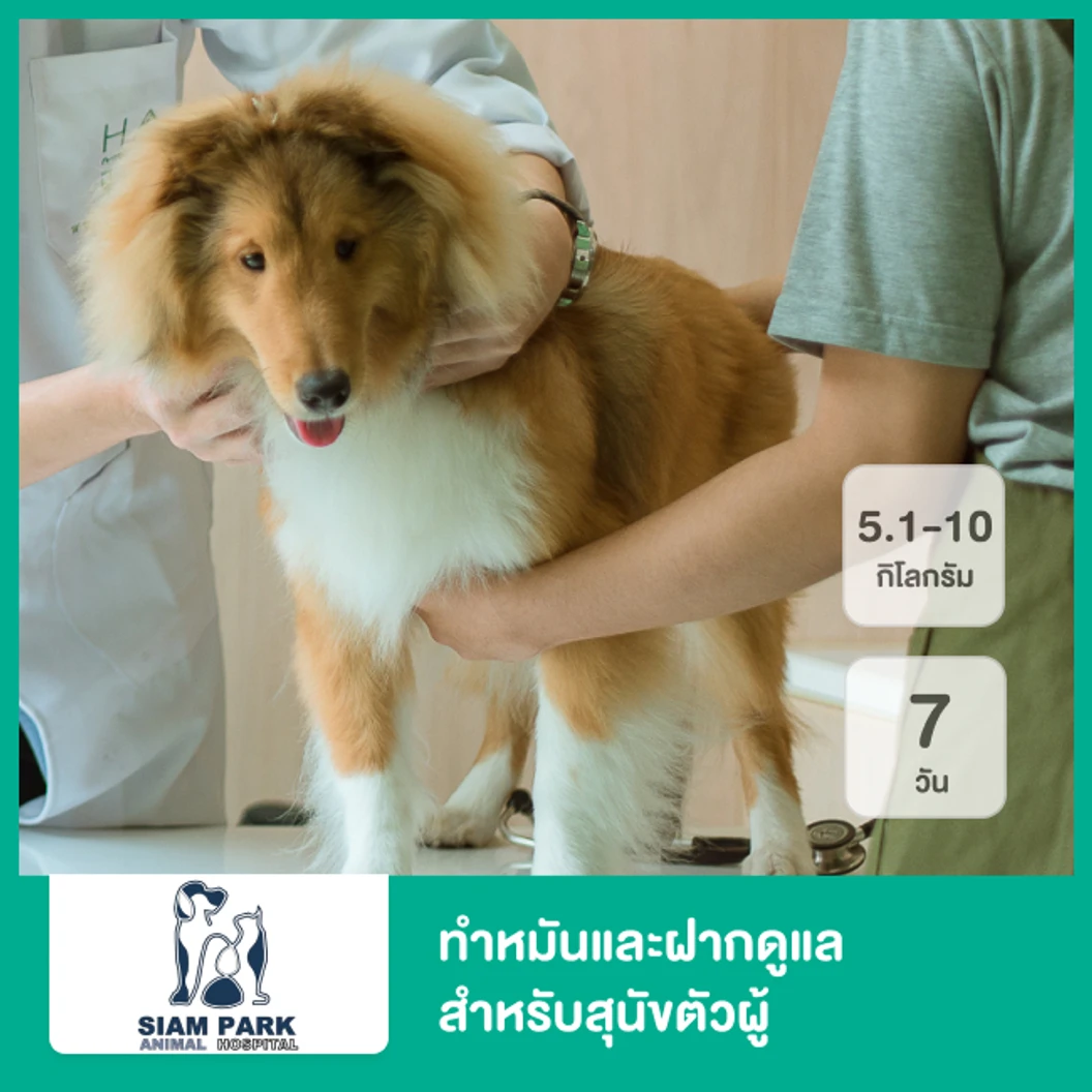 ทำหมันและฝากดูแล 7 วัน สำหรับสุนัขตัวผู้ที่น้ำหนัก 5.1-10 กก.