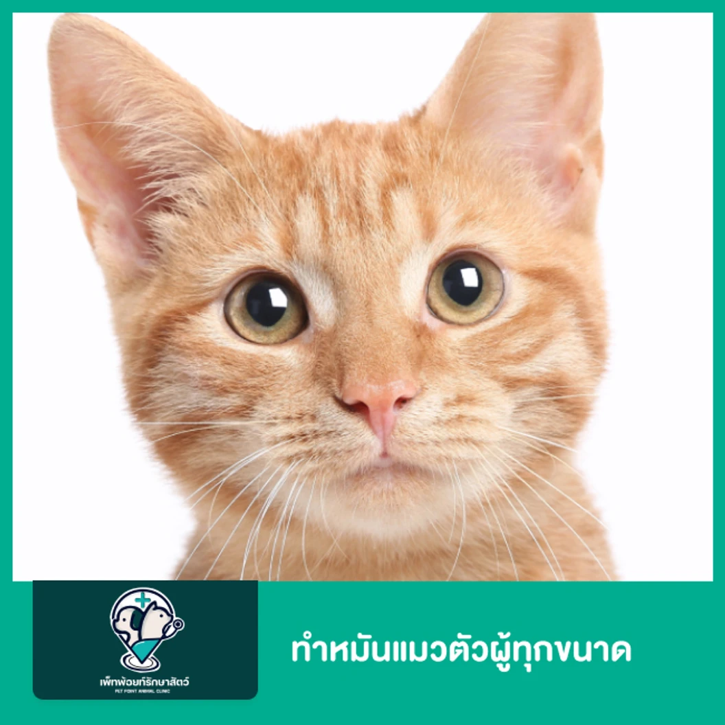 ทำหมันแมวตัวผู้ทุกขนาด