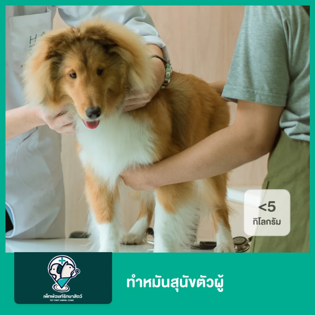 ทำหมันสุนัขตัวผู้ น้ำหนักไม่เกิน 5 กก.