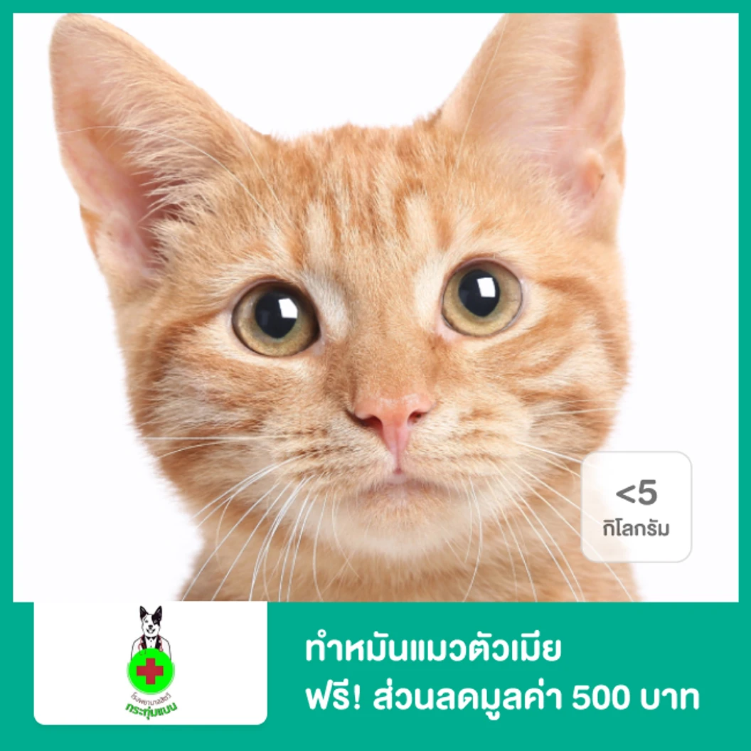 ทำหมันแมวตัวเมีย น้ำหนักน้อยกว่า 5 กก. ฟรี! ส่วนลดกรณีต้องการแอดมิตหลังทำหมันมูลค่า 500 บาท