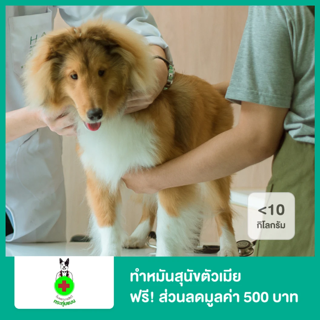 ทำหมันสุนัขตัวเมีย น้ำหนักน้อยกว่า 10 กก. 1 ครั้ง ฟรี! ส่วนลดกรณีต้องการแอดมิตหลังทำหมันมูลค่า 500 บาท