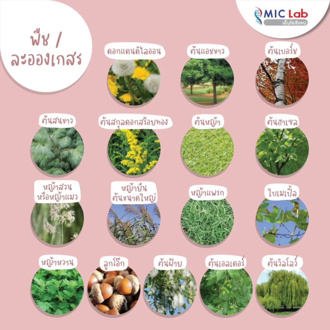 ตรวจหาสารก่อภูมิแพ้อาหารและสิ่งแวดล้อม 107 ชนิด (IgE Test) ด้วยวิธีเจาะเลือด