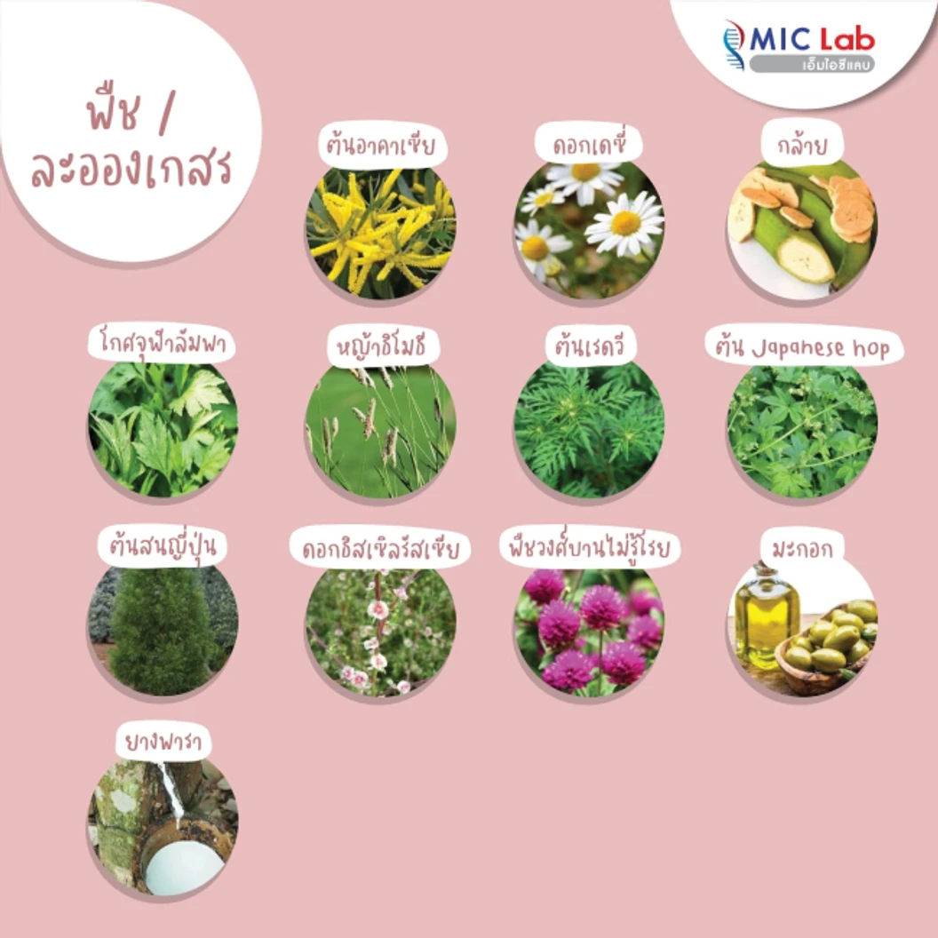 ตรวจหาสารก่อภูมิแพ้อาหารและสิ่งแวดล้อม 107 ชนิด (IgE Test) ด้วยวิธีเจาะเลือด