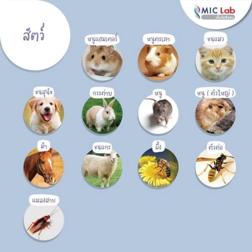 ตรวจหาสารก่อภูมิแพ้อาหารและสิ่งแวดล้อม 107 ชนิด (IgE Test) ด้วยวิธีเจาะเลือด