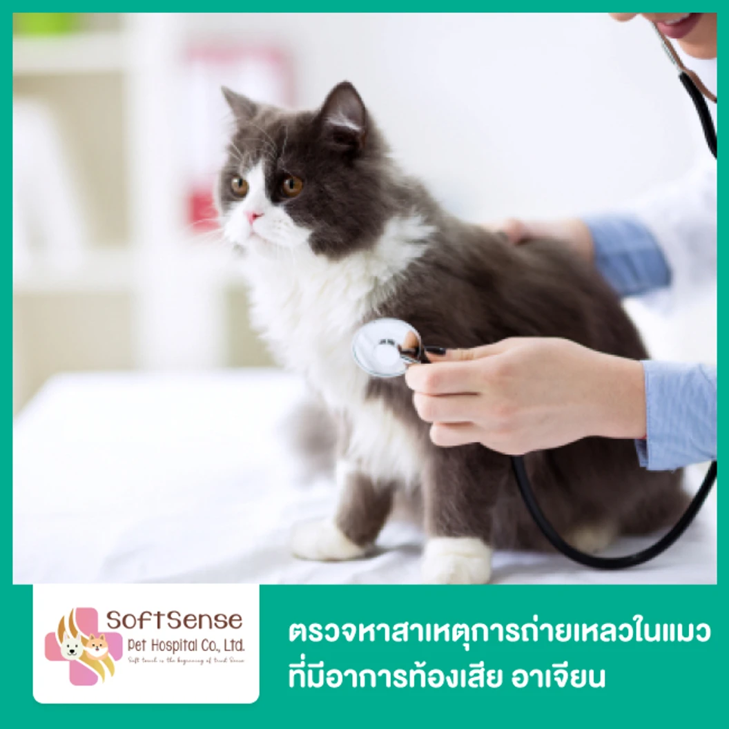 ตรวจหาสาเหตุการถ่ายเหลวในแมว ที่มีอาการท้องเสีย อาเจียน ไม่รับประทานอาหาร ด้วยกล้องจุลทรรศน์ และชุดตรวจเชื้อไวรัสพาร์โว โคโรนา และเชื้อบิด (Fecal cytology, Felid 3 test kit)