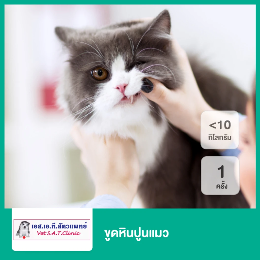 ขูดหินปูนแมว น้ำหนักไม่เกิน 10 กก. 1 ครั้ง