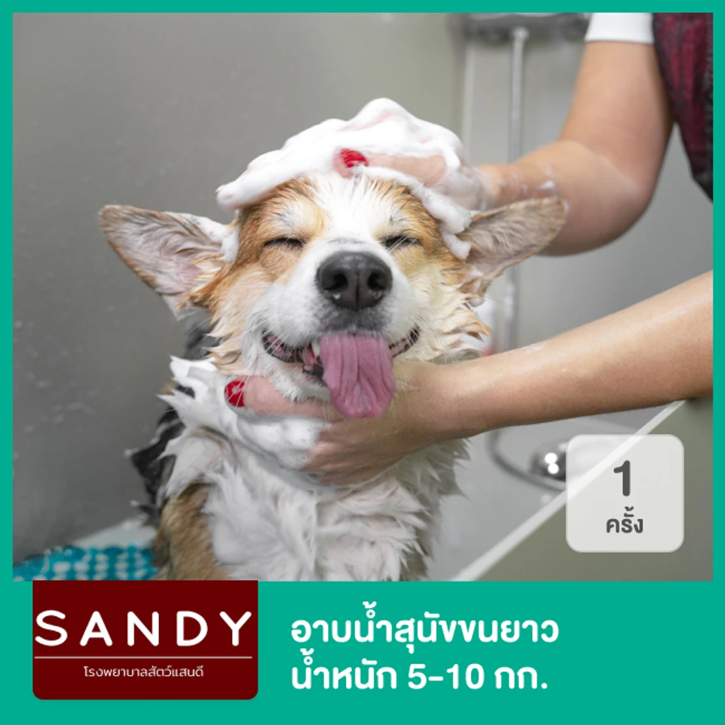อาบน้ำสุนัขขนยาว น้ำหนัก 5-10 กก. 1 ครั้ง
