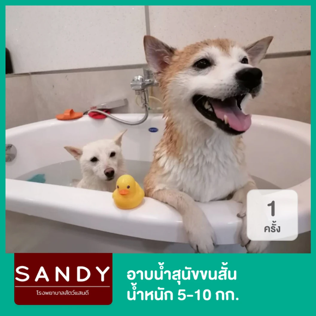 อาบน้ำสุนัขขนสั้น น้ำหนัก 5-10 กก. 1 ครั้ง