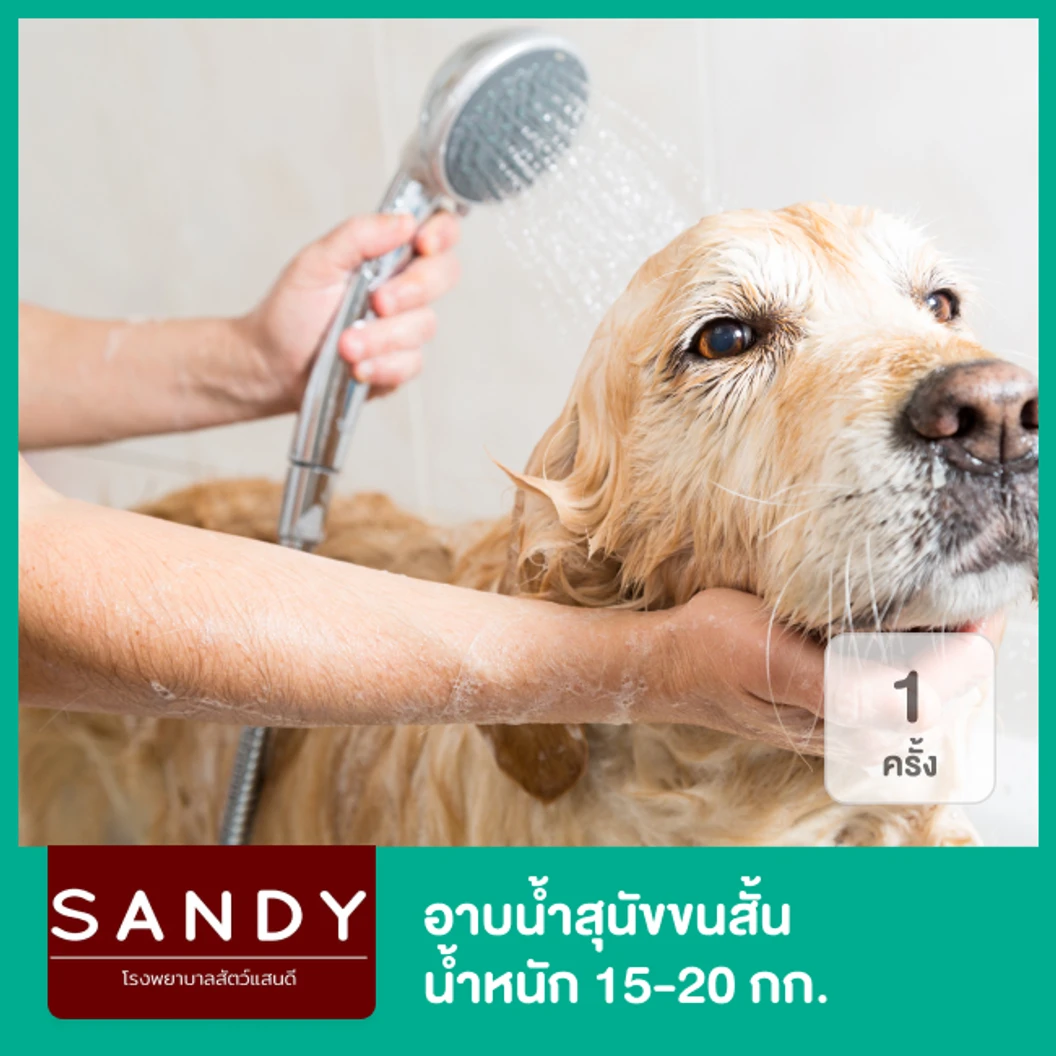 อาบน้ำสุนัขขนสั้น น้ำหนัก 15-20 กก. 1 ครั้ง