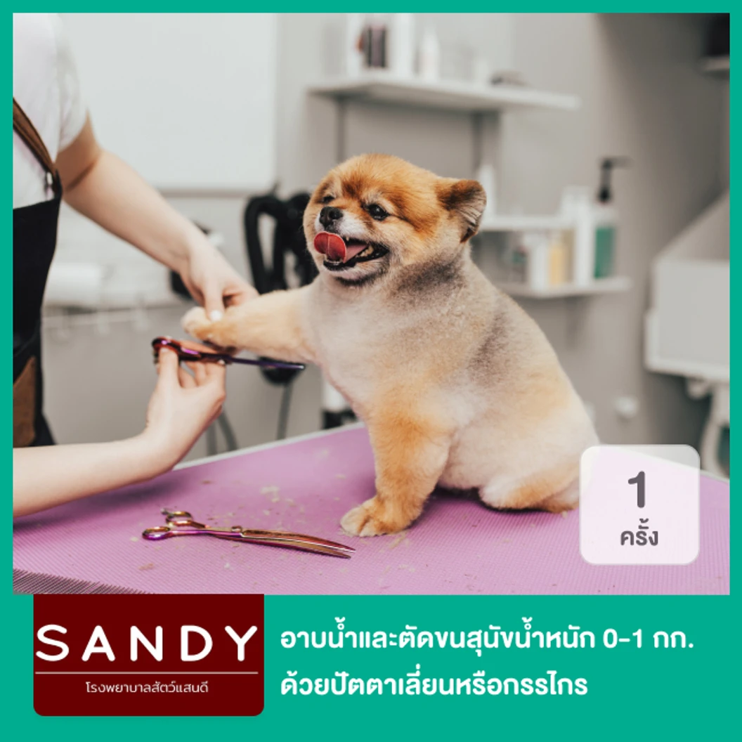 อาบน้ำและตัดขนสุนัข ด้วยปัตตาเลี่ยนหรือกรรไกร สำหรับสุนัขน้ำหนัก 0-1 กก. 1 ครั้ง