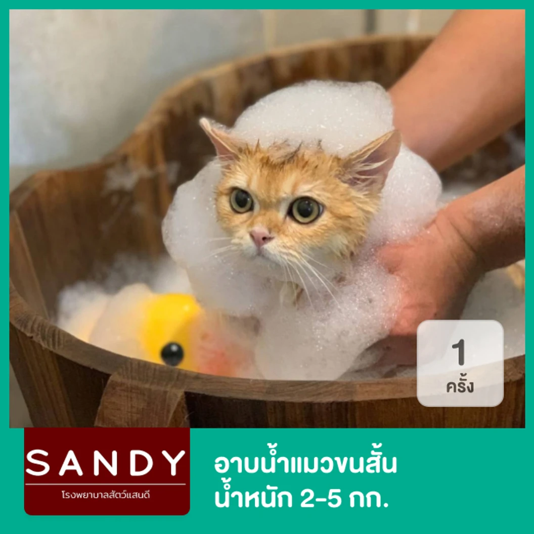อาบน้ำแมวขนสั้น น้ำหนัก 2-5 กก. 1 ครั้ง