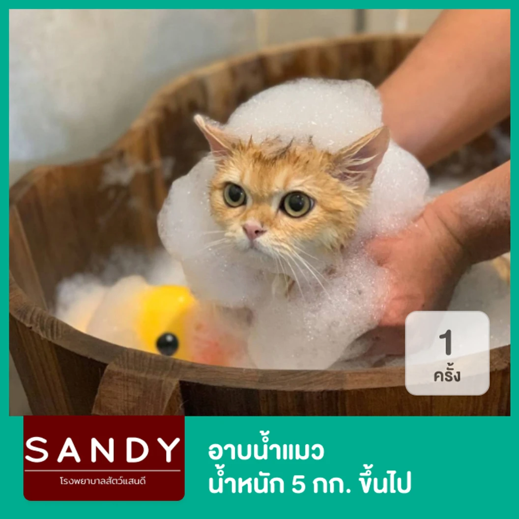 อาบน้ำแมว น้ำหนัก 5 กก. ขึ้นไป 1 ครั้ง