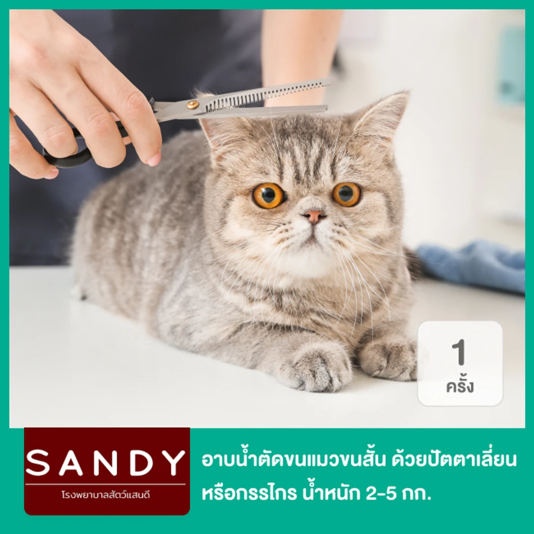 อาบน้ำและตัดขนแมว ด้วยปัตตาเลี่ยนหรือกรรไกร สำหรับขนสั้น น้ำหนัก 2-5 กก. 1 ครั้ง