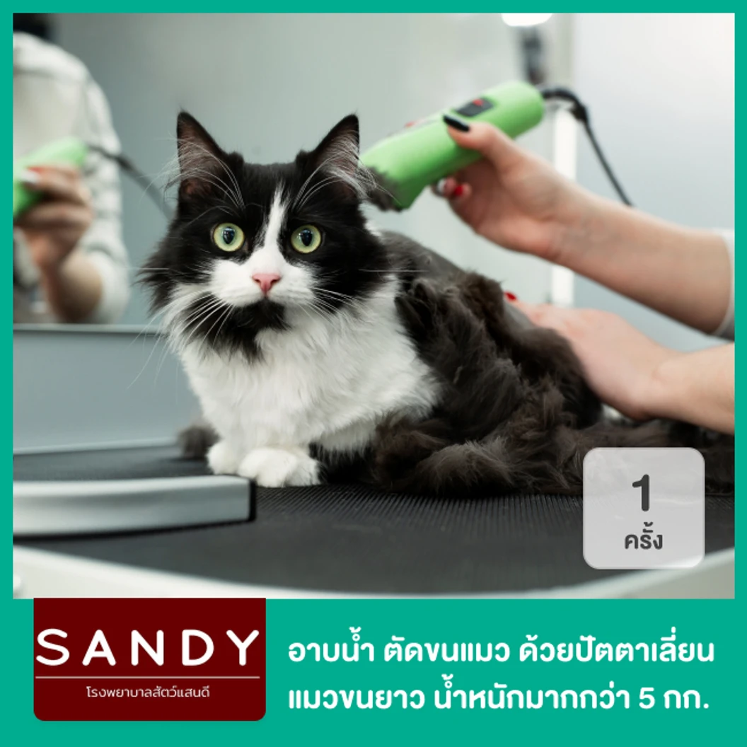 อาบน้ำและตัดขนแมว ด้วยปัตตาเลี่ยน สำหรับแมวขนยาว น้ำหนักมากกว่า 5 กก. 1 ครั้ง