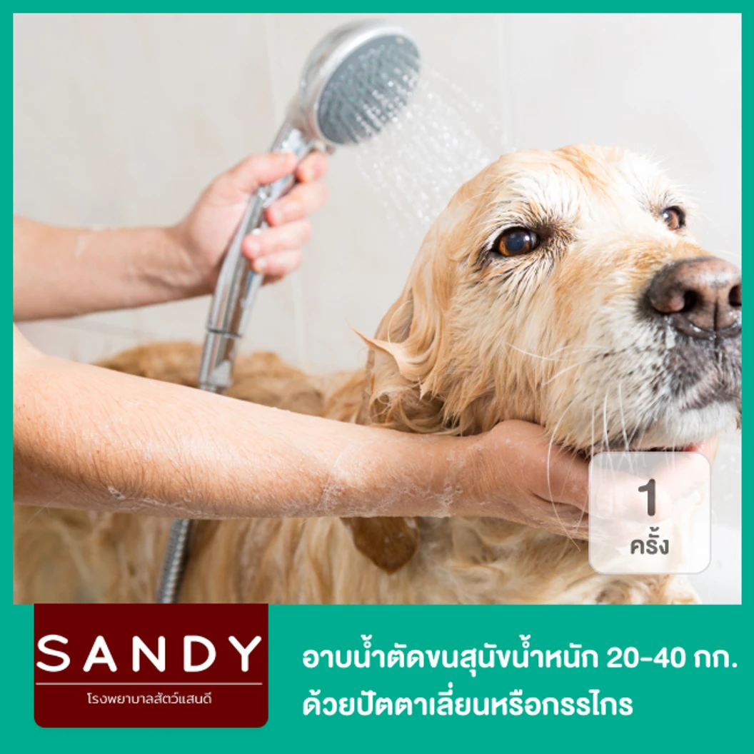 อาบน้ำและตัดขนสุนัข ด้วยปัตตาเลี่ยนหรือกรรไกร สำหรับสุนัขน้ำหนัก 20-30 กก. 1 ครั้ง